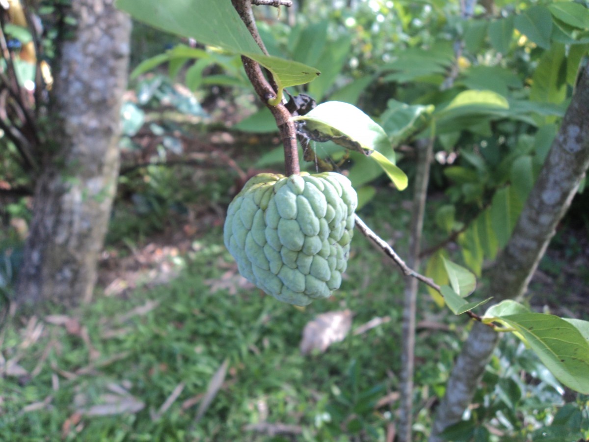 Annona squamosa L.